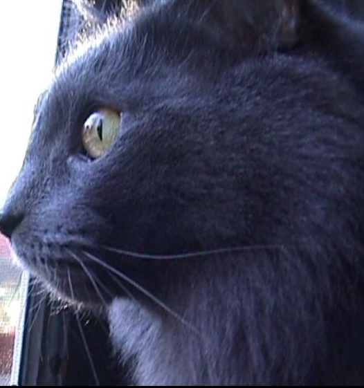 Max