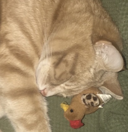 Tabby
